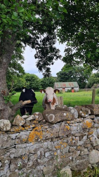 Ferienwohnung Meadow Lane Sligo Exterior foto